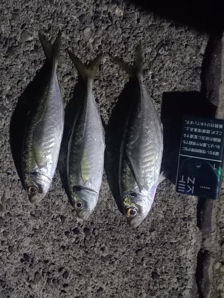 久しぶりの高知で釣り