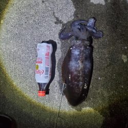 春アオリイカ狙い