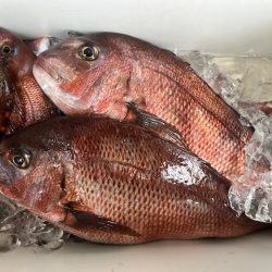 鹿児島錦江湾で1つテンヤのタイ釣りしてきました