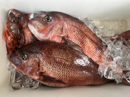 鹿児島錦江湾で１つテンヤのタイ釣りしてきま…