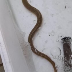 まさか！！こんなところで天然うなぎ！