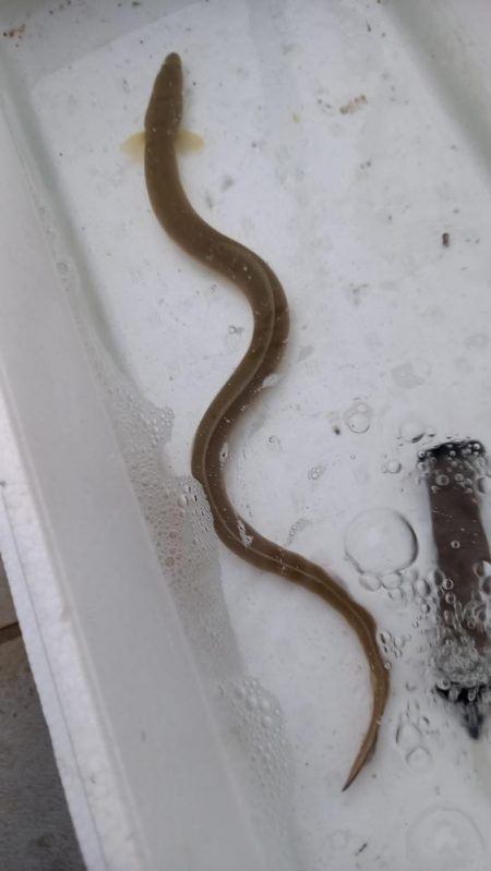 まさか！！こんなところで天然うなぎ！