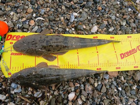 久しぶりです。