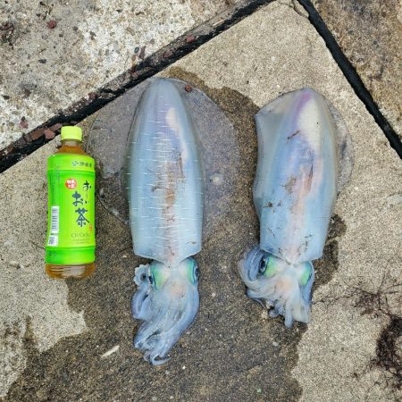 春アオリイカ狙い