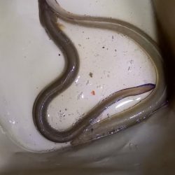 雨上がりに夜練