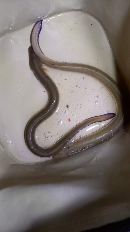 雨上がりに夜練