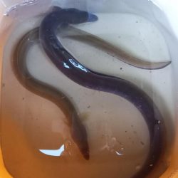 昨晩の釣果に味をしめて、朝練でうなぎ！！