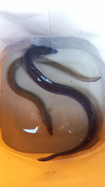 昨晩の釣果に味をしめて、朝練でうなぎ！！