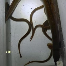 大雨の翌日、怪物うなぎ他、多数！！