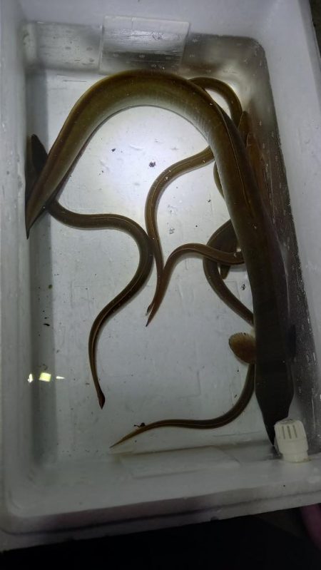 大雨の翌日、怪物うなぎ他、多数！！