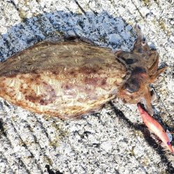 連チャンでヒット!!!