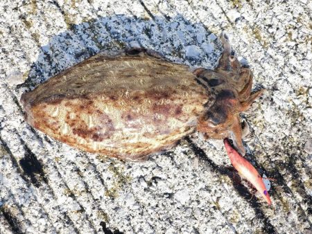 連チャンでヒット!!!