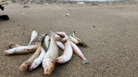 和歌山キス釣り！！