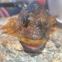 和歌山大引の磯でフカセ釣り