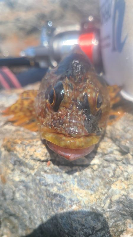 和歌山大引の磯でフカセ釣り