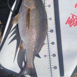 和歌山市江（吉丸渡船）でグレ釣り