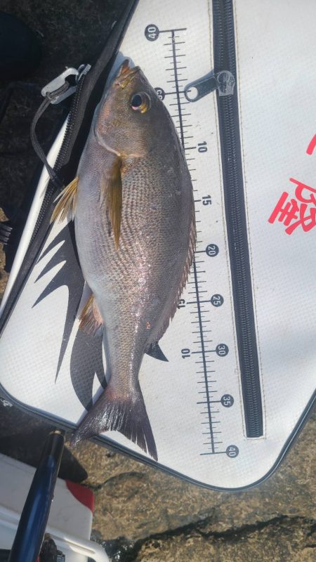 和歌山市江（吉丸渡船）でグレ釣り