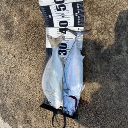 さばごの餌取り