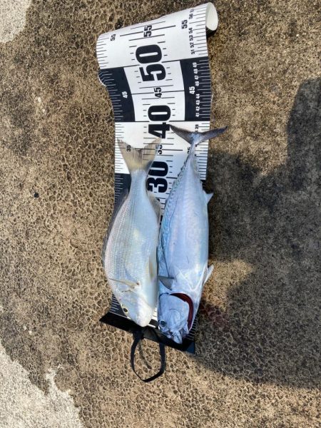 さばごの餌取り