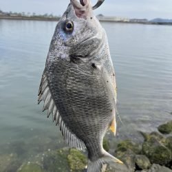 太田川河口でチニング