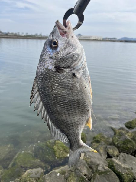 太田川河口でチニング
