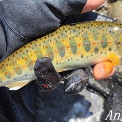 食いの浅さに要注意。