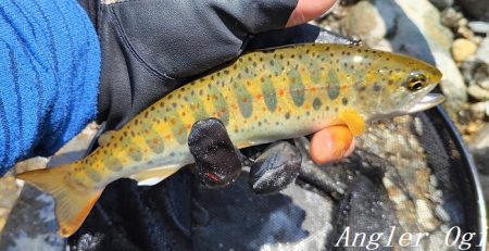 食いの浅さに要注意。
