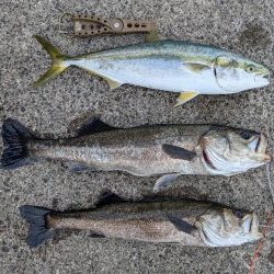 シーバス＆メジロ