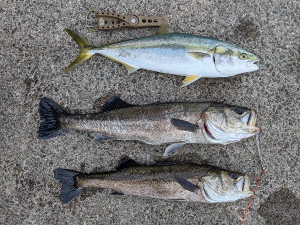 シーバス＆メジロ