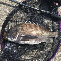 初場所デイチニング