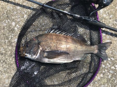 初場所デイチニング