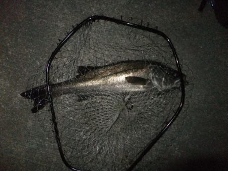 ほぼスズキとスズキ