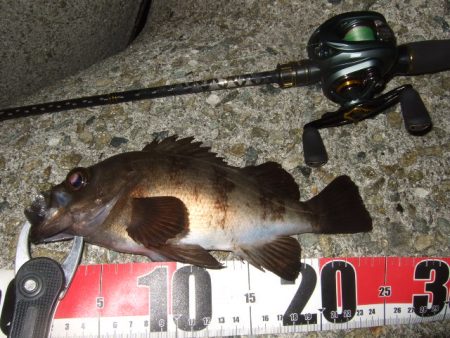 最盛期のメバル