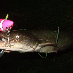 ナマズトップゲームの本格シーズン到来