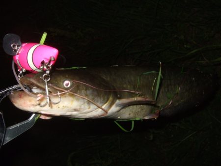 ナマズトップゲームの本格シーズン到来