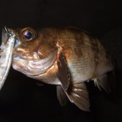 最盛期はデカめのワームで