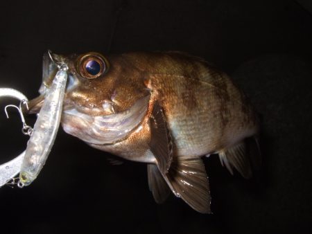 最盛期はデカめのワームで