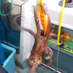 タコ開幕戦〜鍵庄〜