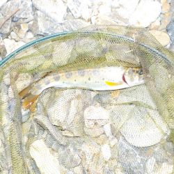 アマゴ第5戦〜美山〜