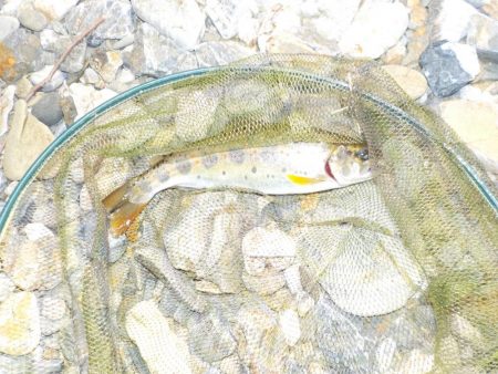 アマゴ第5戦〜美山〜