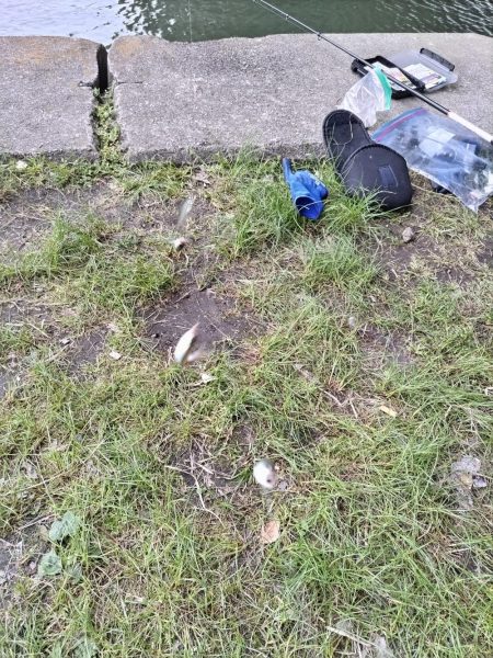 稚鮎シーズンイン