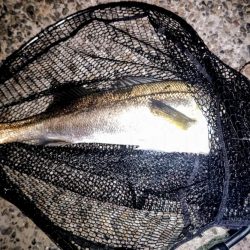 バチ抜け調査4 80cmオーバー捕獲