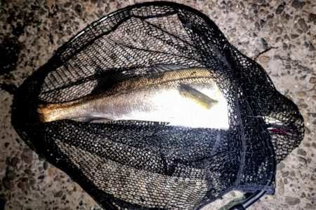 バチ抜け調査4 80cmオーバー捕獲