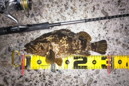 良型タケノコメバルゲット！！