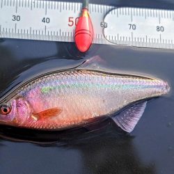 タナゴ釣り遠征