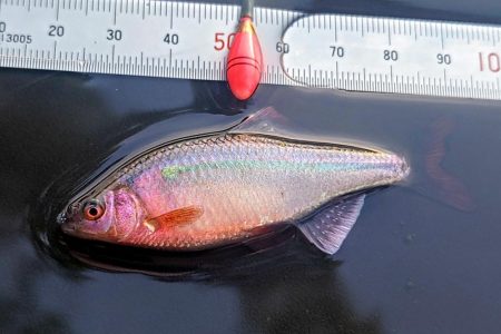 タナゴ釣り遠征