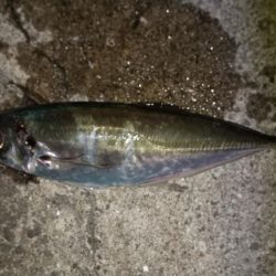 大阪港で良いアジゲット！