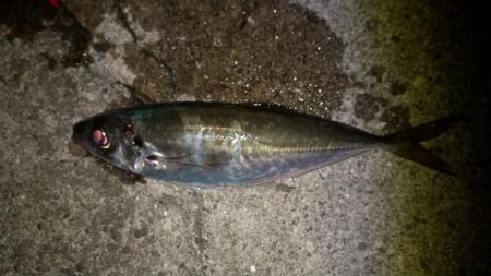 大阪港で良いアジゲット！