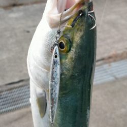 人工島でハマチ