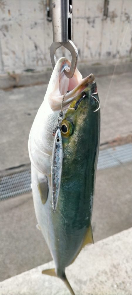 人工島でハマチ